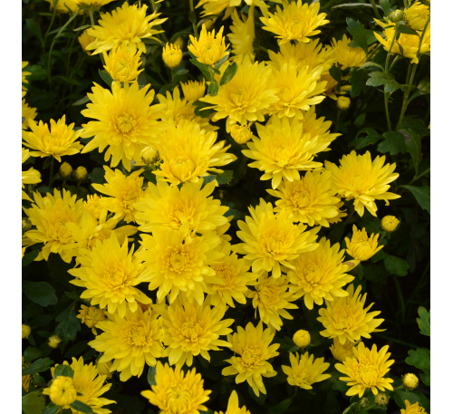 Хризантема Брансаунд Еллоу(Bransound Yellow)